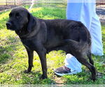 Small #3 Labrador Retriever Mix