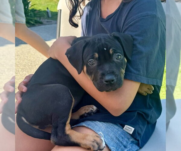 Medium Photo #2 Rottweiler-Unknown Mix Puppy For Sale in San Juan Capistrano, CA, USA