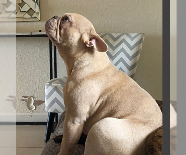 Medium Photo #3 French Bulldog Puppy For Sale in Miami, FL, USA