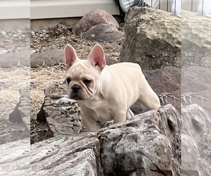 French Bulldog Puppy for sale in BOLIVAR, MO, USA