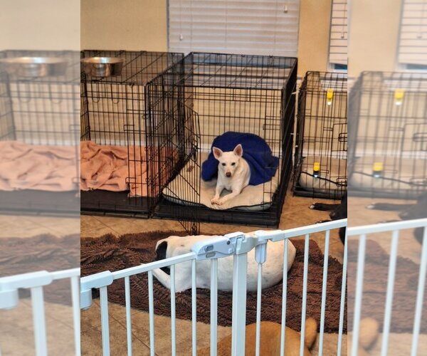 Medium Photo #5 Jack Russell Terrier-Unknown Mix Puppy For Sale in Katy, TX, USA
