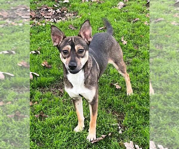 Medium Photo #2 Australian Kelpie-Unknown Mix Puppy For Sale in Conroe, TX, USA
