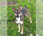 Small #1 Australian Kelpie Mix