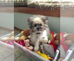 Small Photo #8 Shiranian Puppy For Sale in HAYWARD, CA, USA
