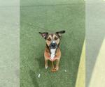 Small #1 German Shepherd Dog Mix