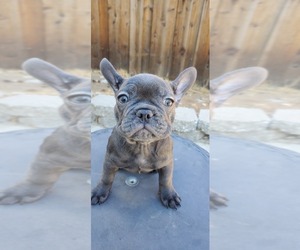 French Bulldog Puppy for sale in ELK GROVE, CA, USA