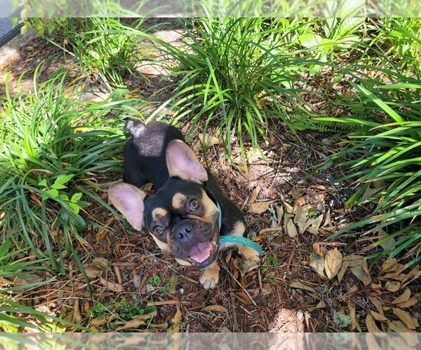 Medium Photo #3 French Bulldog Puppy For Sale in OVIEDO, FL, USA