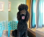 Small Poodle (Standard)