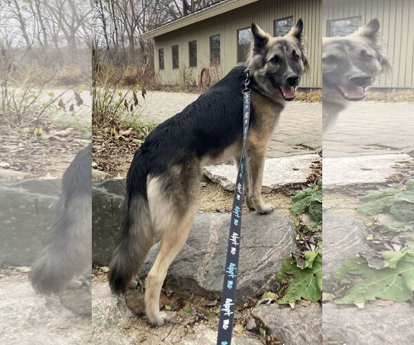 Medium Photo #3 Mutt Puppy For Sale in Brooklyn Center, MN, USA