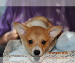 Puppy Toby  Puppy 2 Pembroke Welsh Corgi