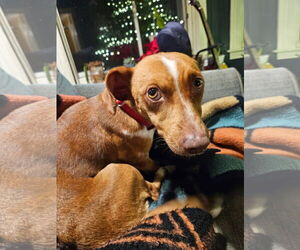 Dachshund-Unknown Mix Dogs for adoption in Wakefield, RI, USA