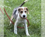Small #3 Beagle