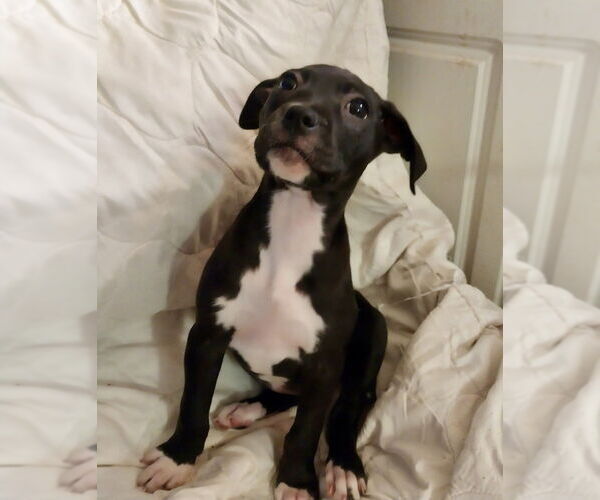 Medium Photo #1 Mutt Puppy For Sale in Mooresville, NC, USA