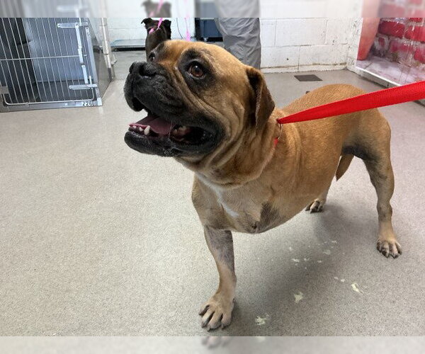 Medium Photo #1 Boxer-Unknown Mix Puppy For Sale in San Bernardino, CA, USA