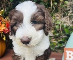 Small Photo #11 Sheepadoodle Puppy For Sale in HUNTINGTON BEACH, CA, USA