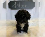 Small Photo #2 Aussiedoodle-Poodle (Miniature) Mix Puppy For Sale in REEDS SPRING, MO, USA