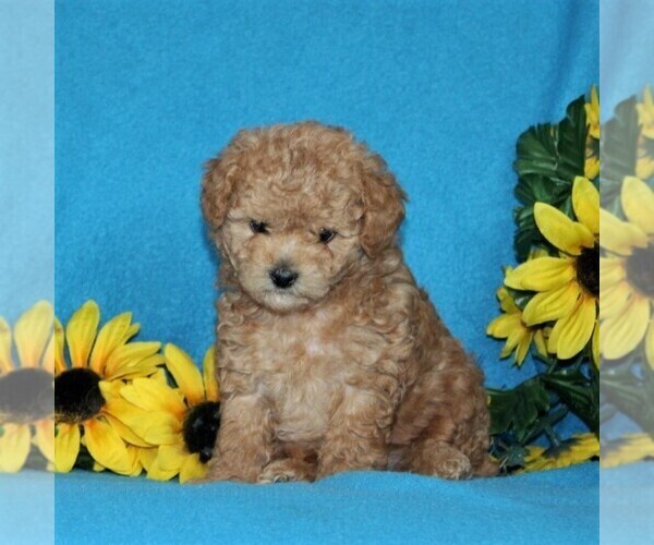 View Ad Poodle (Toy) Puppy for Sale near Maryland, PORT DEPOSIT, USA