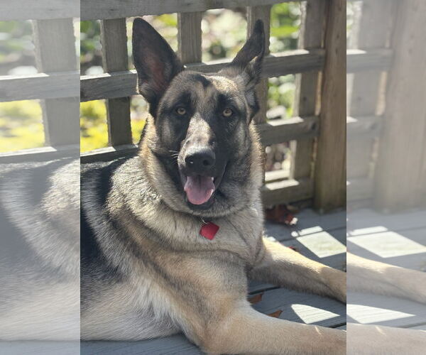 Medium Photo #9 German Shepherd Dog Puppy For Sale in New Hill, NC, USA