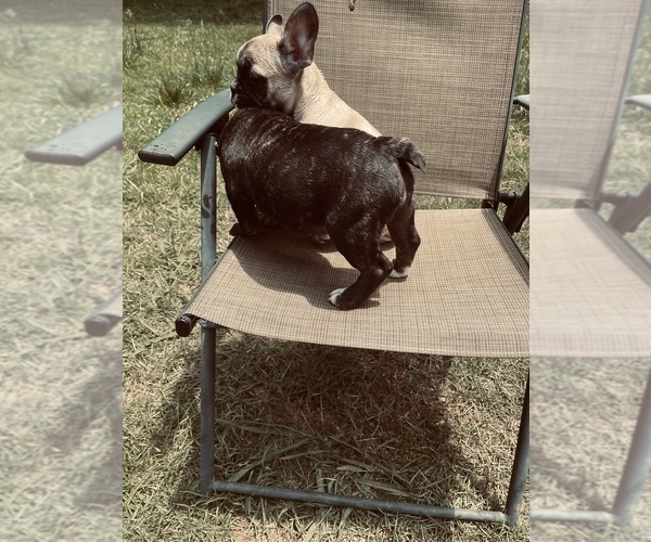 Medium Photo #8 French Bulldog Puppy For Sale in PALMETTO, GA, USA