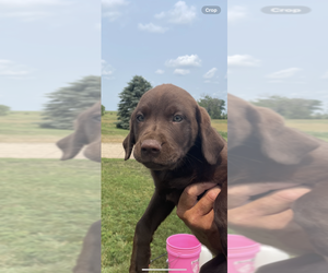 Labrador Retriever Puppy for sale in HARRISON, SD, USA