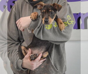 Merlot - Female Jack Russell Terrier-Unknown Mix Dog for Adoption - Photo #12
