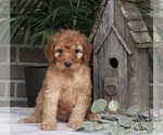 Small Photo #6 Goldendoodle Puppy For Sale in FREDERICKSBURG, OH, USA