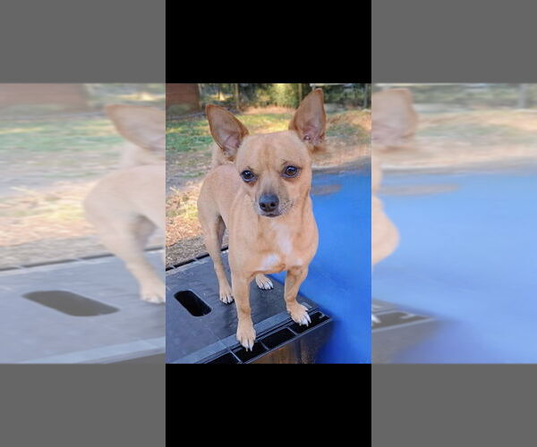 Medium Photo #4 Chihuahua-Unknown Mix Puppy For Sale in Boston, MA, USA