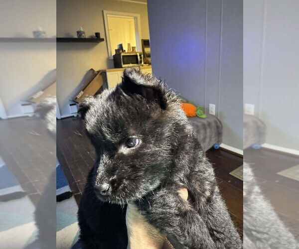 Medium Photo #3 Holland Shepherd-Unknown Mix Puppy For Sale in Imlay City, MI, USA