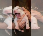 Small #10 Great Dane
