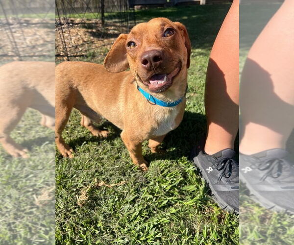 Medium Photo #4 Dachshund-Unknown Mix Puppy For Sale in Oakhurst, NJ, USA