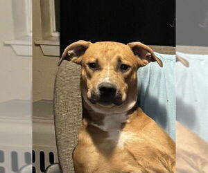 American Staffordshire Terrier-Unknown Mix Dogs for adoption in San Antonio, TX, USA