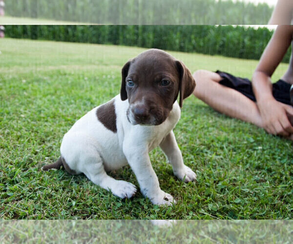 Medium Photo #1 German Shorthaired Pointer Puppy For Sale in BLAINSPORT, PA, USA