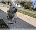 Small #3 Bulldog