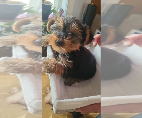 Medium Photo #1 Yorkshire Terrier Puppy For Sale in CEDAREDGE, CO, USA