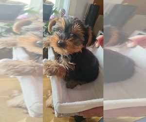 Yorkshire Terrier Puppy for sale in CEDAREDGE, CO, USA