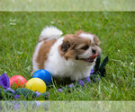 Small #10 Shih Tzu