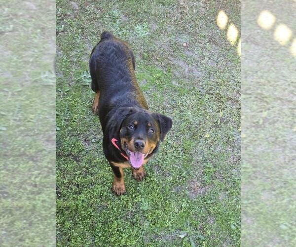 Medium Photo #1 Rottweiler Puppy For Sale in RALEIGH, NC, USA