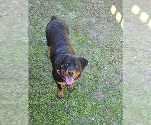 Mother of the Rottweiler puppies born on 04/19/2025