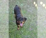 Small Photo #1 Rottweiler Puppy For Sale in RALEIGH, NC, USA