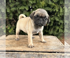 Pug Puppy for sale in MIDDLEBURY, IN, USA