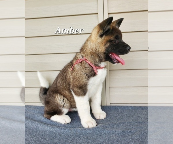 Medium Photo #5 Akita Puppy For Sale in FRESNO, OH, USA
