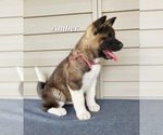 Small #4 Akita