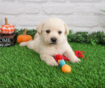 Puppy Jessie Labrador Retriever