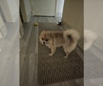Small Photo #1 Pomeranian Puppy For Sale in MYRTLE BEACH, SC, USA