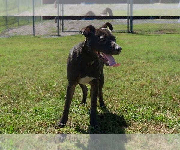 Medium Photo #4 Mutt Puppy For Sale in Abbeville, LA, USA