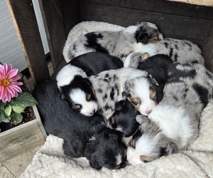 Australian Shepherd Puppy for Sale in SALISBURY, Pennsylvania USA