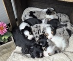 Image preview for Ad Listing. Nickname: Litter of 7