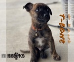 Small Photo #1 Dutch Shepherd Dog Puppy For Sale in COLLINSVILLE, OK, USA