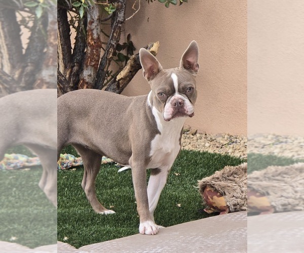 Medium Photo #1 Faux Frenchbo Bulldog Puppy For Sale in LAS CRUCES, NM, USA