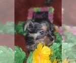 Puppy Amethyst Yorkshire Terrier